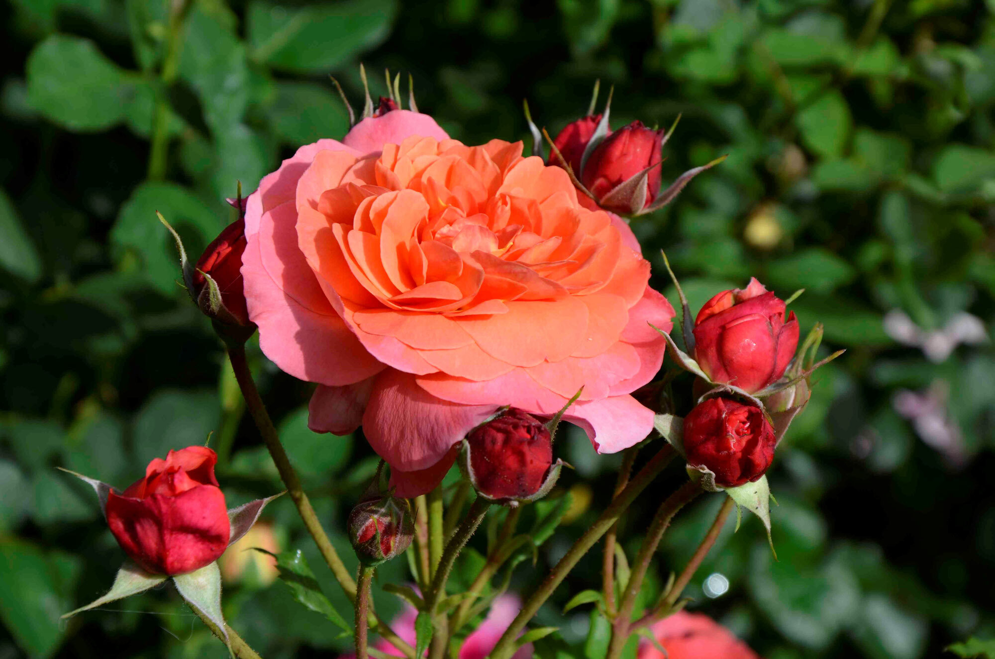 Монд жарден роза фото и описание