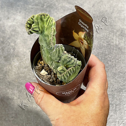 Стапелия Гигантея Кристата d7