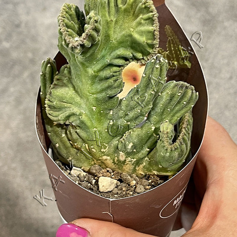 Стапелия Гигантея Кристата d7