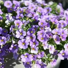 19120 Калибрахоа OMBRE Blue (Весна 2026)