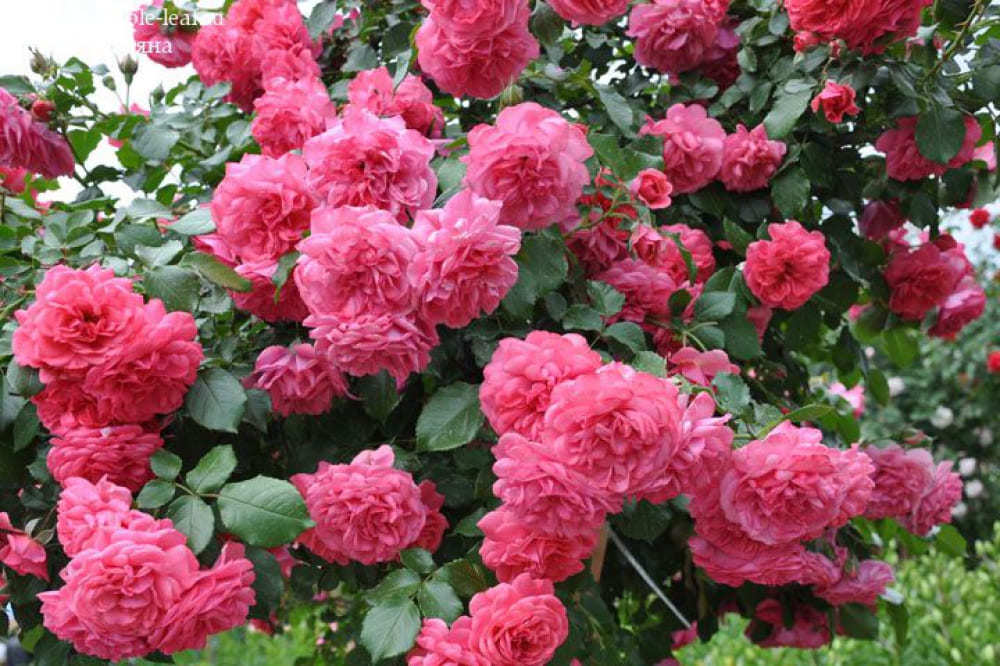 Плетистая роза розанна фото