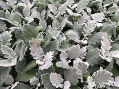 Цинерария серебристо-голубая