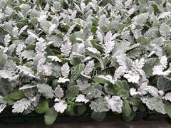 Цинерария серебристо-голубая