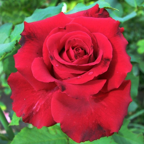 Роза чайно-гибридная Лавли Ред 