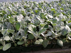 Цинерария серебристо-голубая