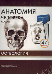 Анатомия человека. Остеология. 47 карточек.