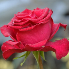 Роза чайно-гибридная Лавли Ред 