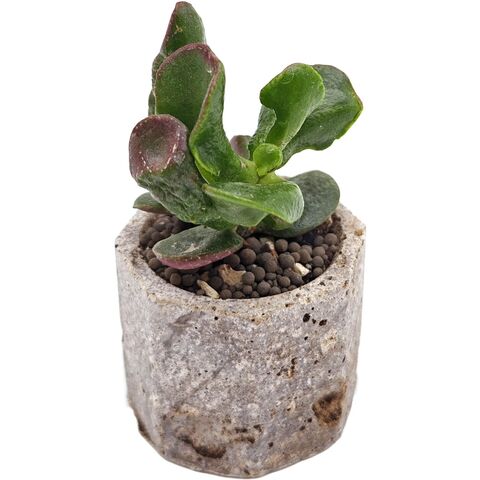 Крассула Фрогги Френд