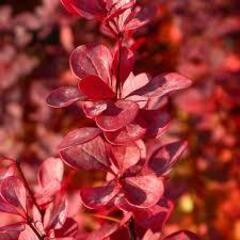 Барбарис Тунберга Венис