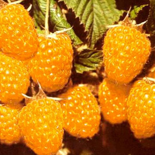 Малина ремонтантная Геракл. Цена: 50 ₽ во Владивостоке