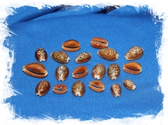 Ципреи Хелвола, 1,5-3см, 1шт