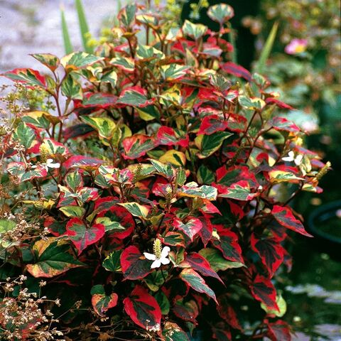 Хауттюйния сердцевидная 