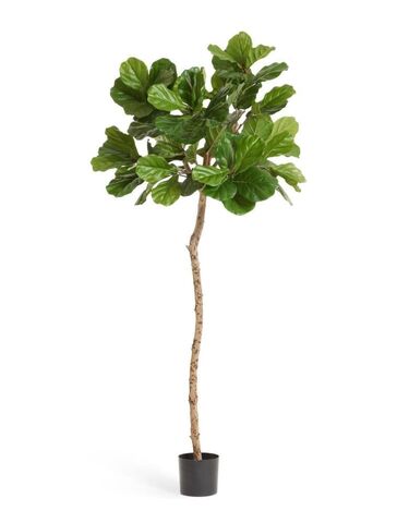 Фикус Лирата ШТАМБ