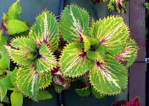 Хищник TT колеус КСР