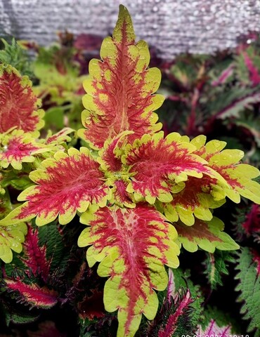 Phoenix ES колеус КСР