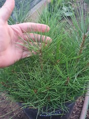 Teofrast Семена Сосна желтая Pinus ponderosa