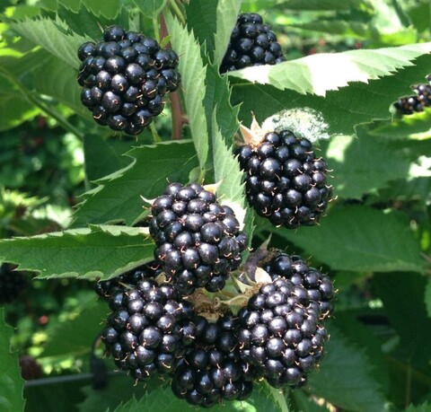 Ежевика Тройная корона