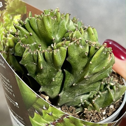 Эуфорбия Лактея Кристата d7