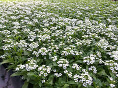 Цветы алиссум фото