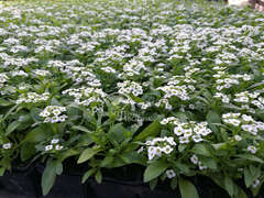 Алиссум фото