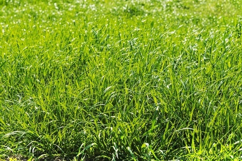 Раздел Рекультивация нарушенных земель в проекте капитального ремонта газопровода