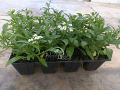 Алиссум белый