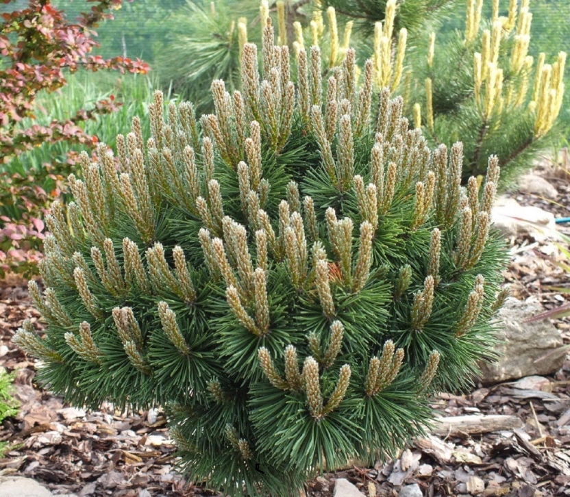 Семена Сосна горная пумилио Pinus mugo pumilo