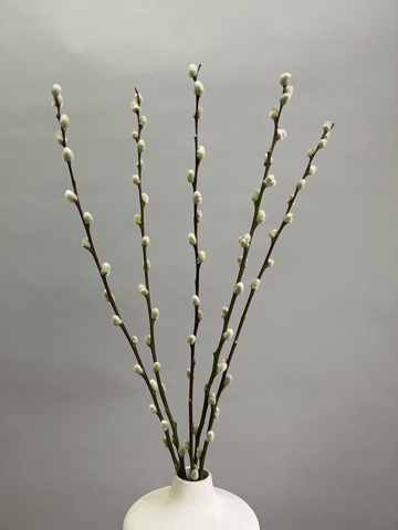 Верба (упак 5 шт)