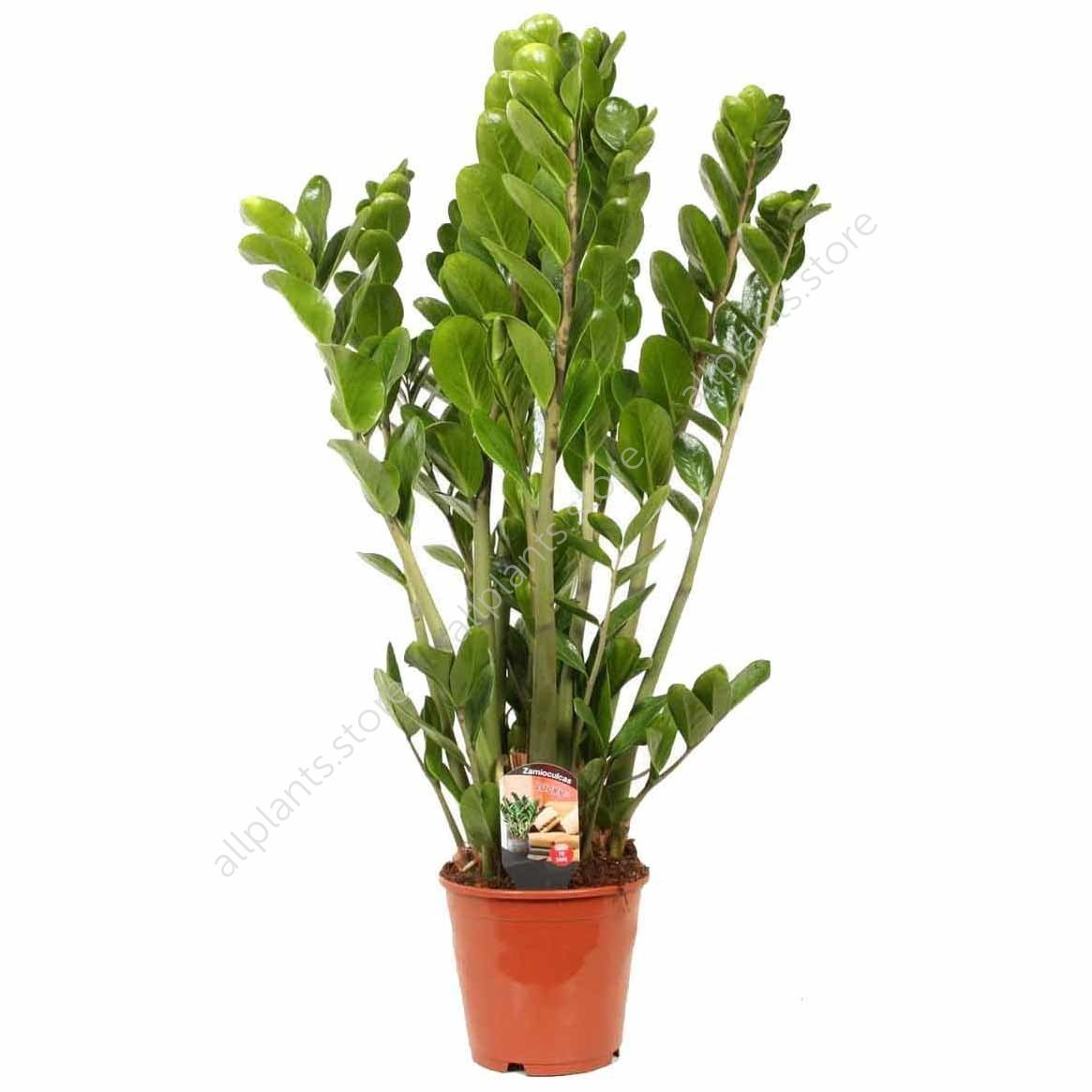 Zamioculcas цветок