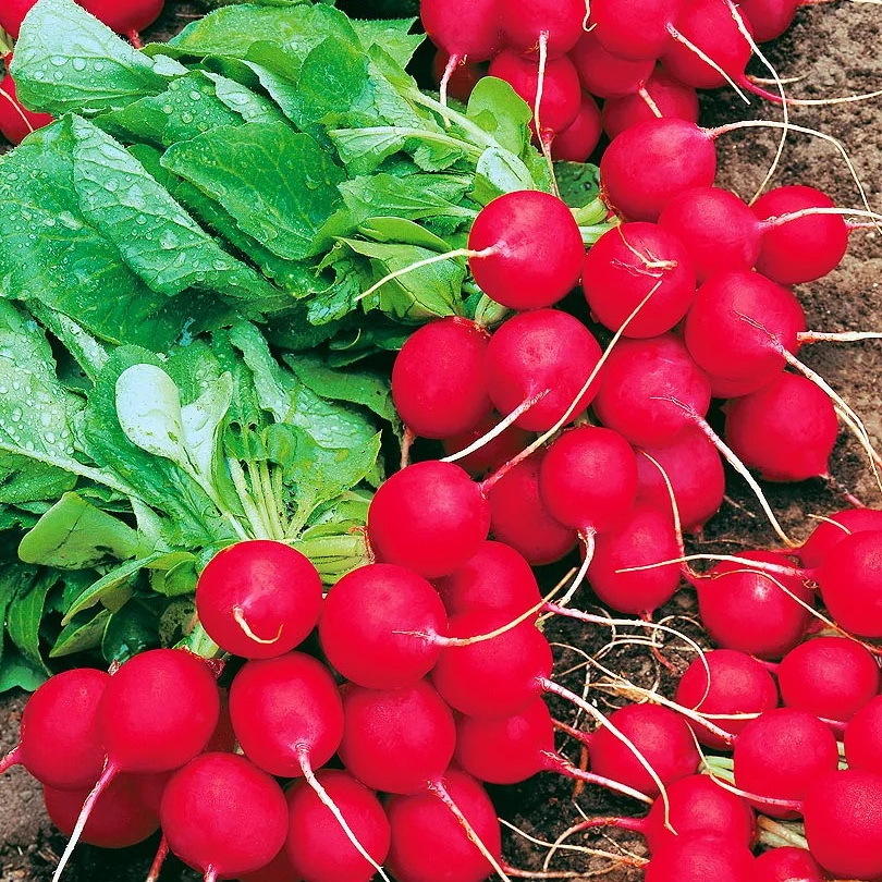 Описание редиса Селеста F1