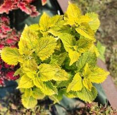Yellow Dream колеус