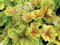 Гейхера Electra (Электра)