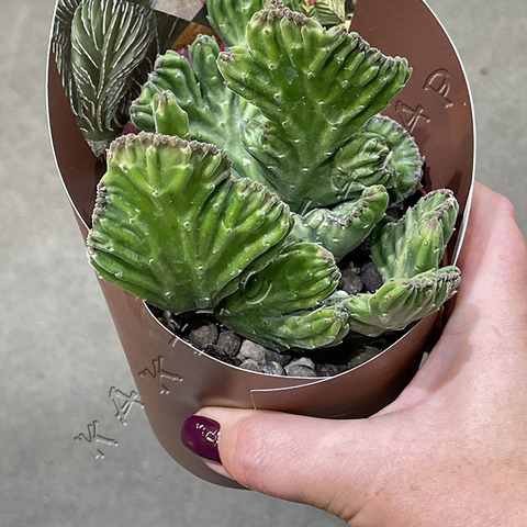 Стапелия Линдерсиае Кристата d10