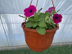 Петуния Cascadias Rim Cherry в кашпо