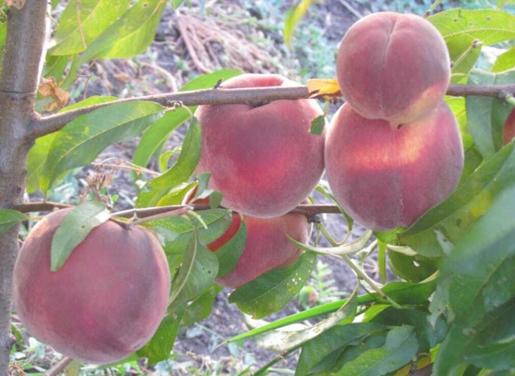 Flamin' Fury Peach Peach trees, Peach, Fruit trees