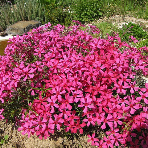 Флокс шиловидный