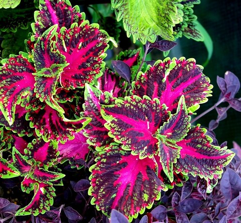 Гармония света UO колеус