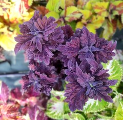 Темное море UO колеус КСР