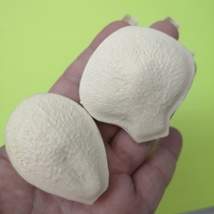 Орхидея МЛ31