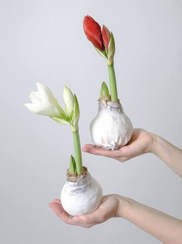 Луковица амариллиса в воске