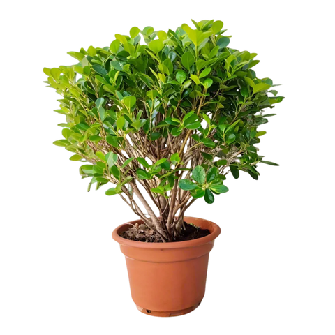 Фикус Панда