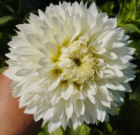 Георгин Гиттс Эттеншен (Gitts Attention)