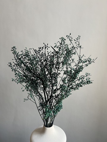 Плоды эвкалипта темно-зеленые