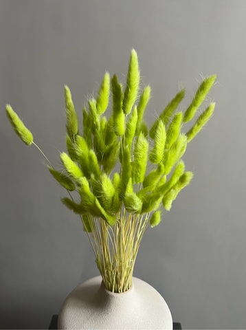 Лагурус зеленый