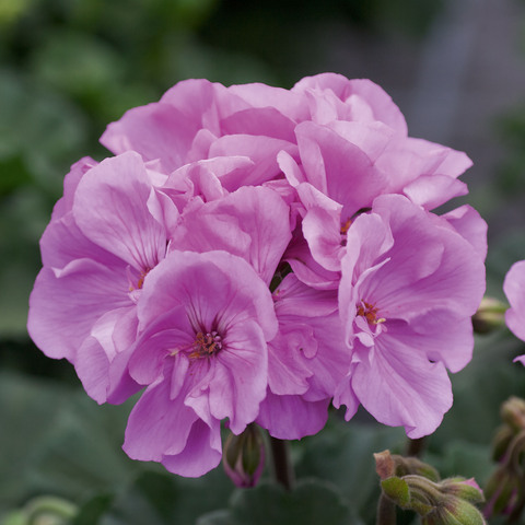 2817 Пеларгония зональная MOONLIGHT VIOLINO (Весна 2026)