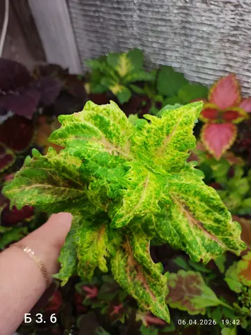 БЗ. 6 колеус