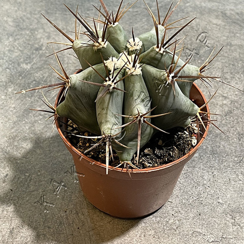 Эхинокактус Платиакантус d10