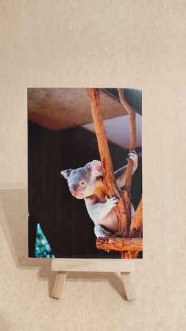 Коала