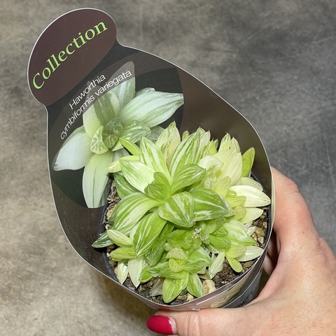 Хавортия Цимбиформис Вариегата d10