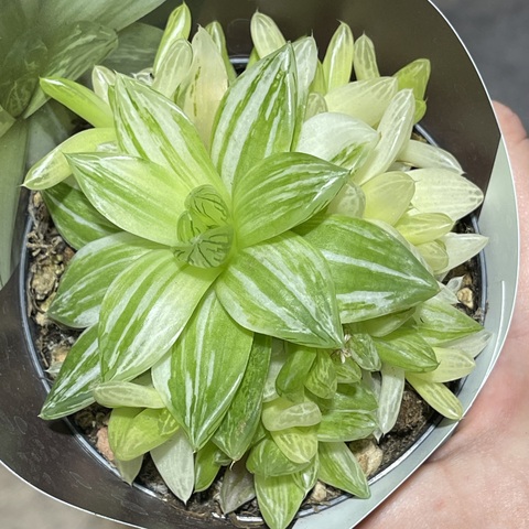 Хавортия Цимбиформис Вариегата d10